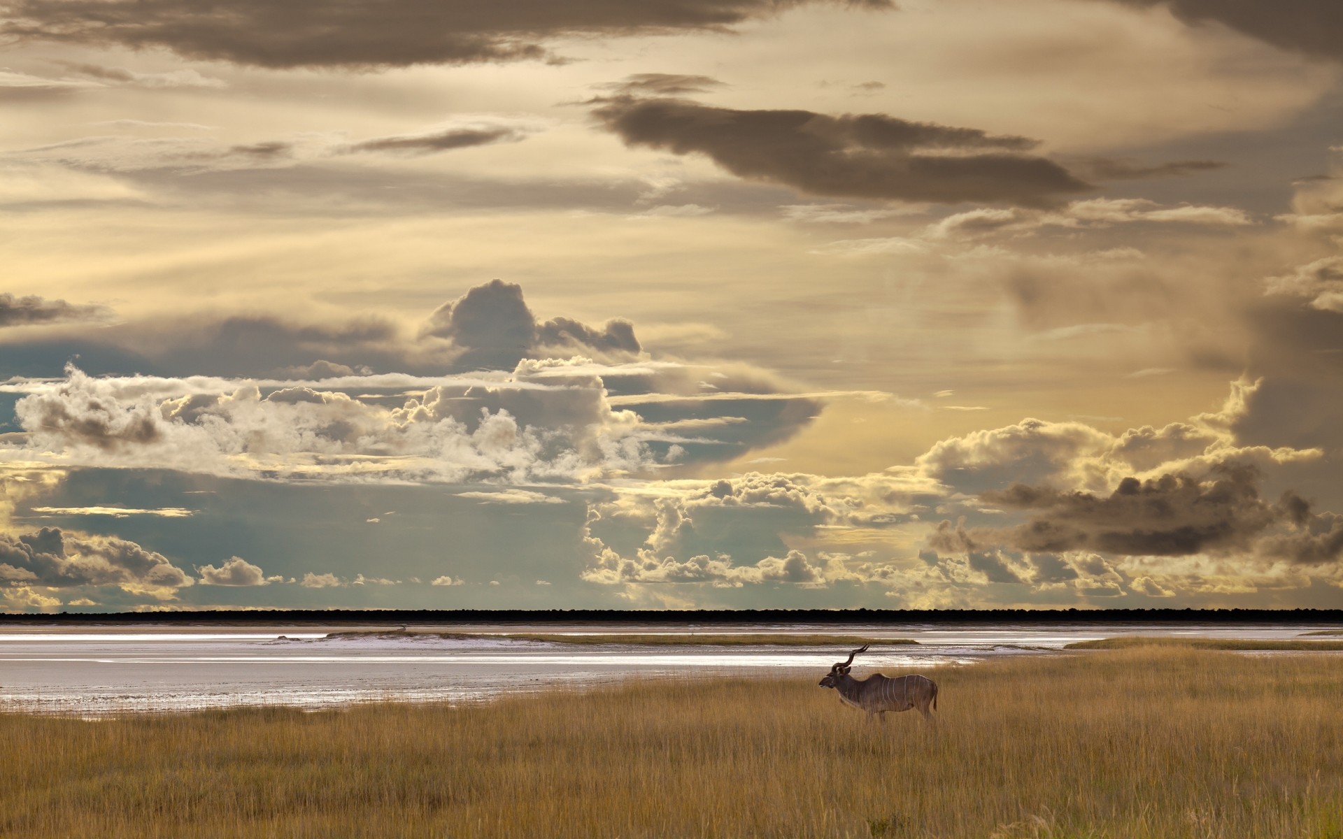 animaux eau coucher de soleil aube paysage ciel lac voyage à l extérieur plage mer nature crépuscule lac antilope