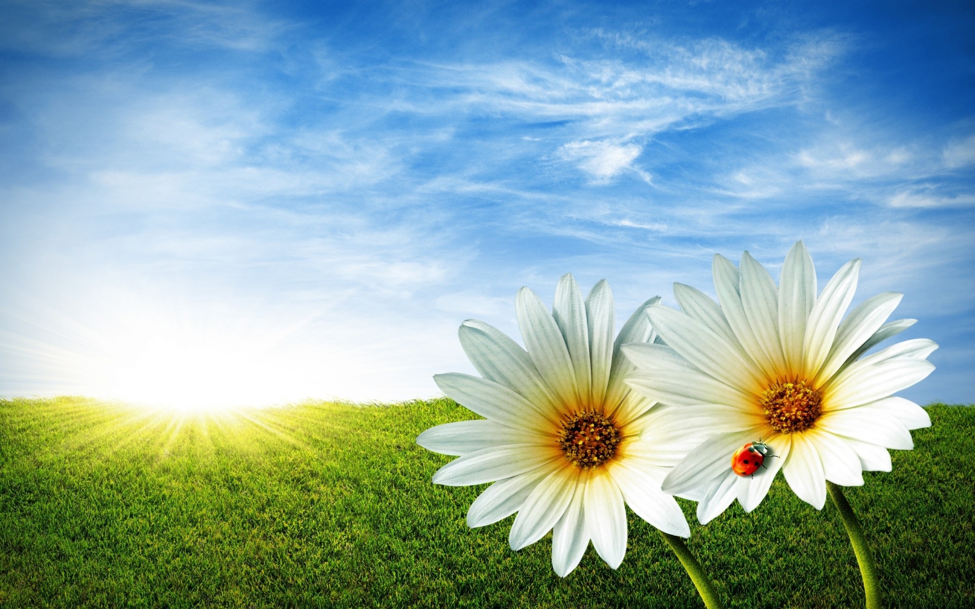 landscapes summer grass nature sun field sky bright fair weather hayfield rural outdoors growth flower