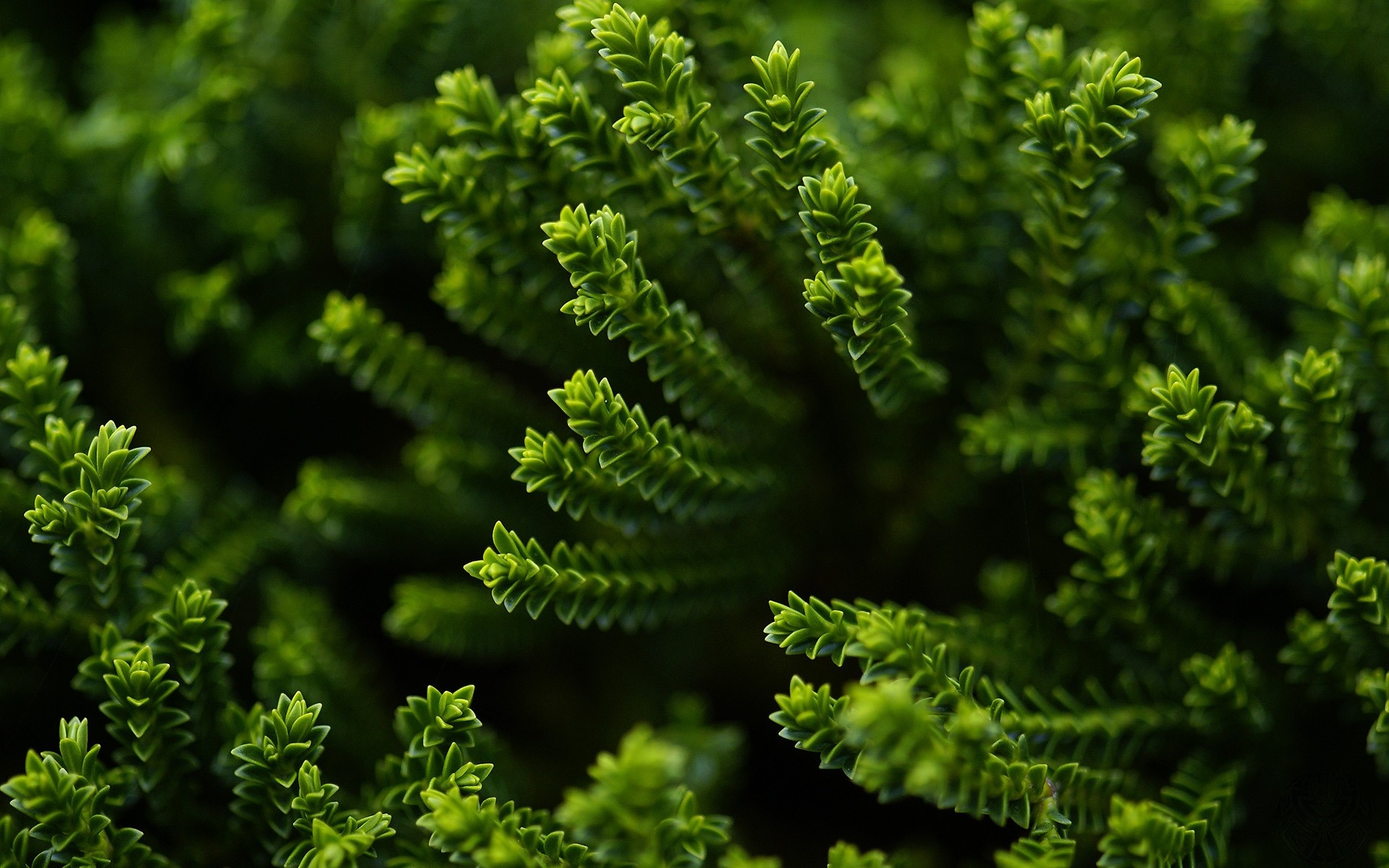 植物 叶 植物群 自然 蕨类植物 树 花园 郁郁葱葱 生长 医学 特写 环境 户外 桌面 新鲜 食物 生物 夏季 绿色