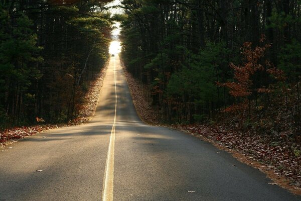 The road into the distance through the forest