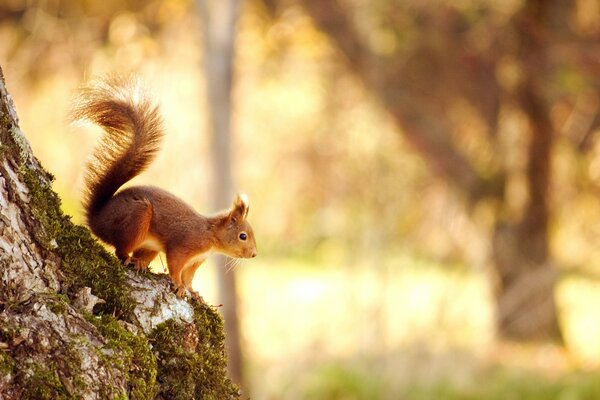 Das Mädchen bereitete sich darauf vor, von einem Baum zu springen