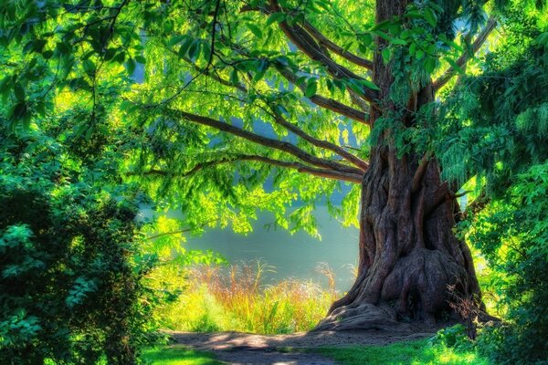 A large gnarled tree surrounded by thickets