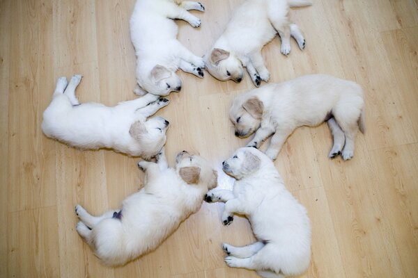 Seis cachorros increíbles y divertidos