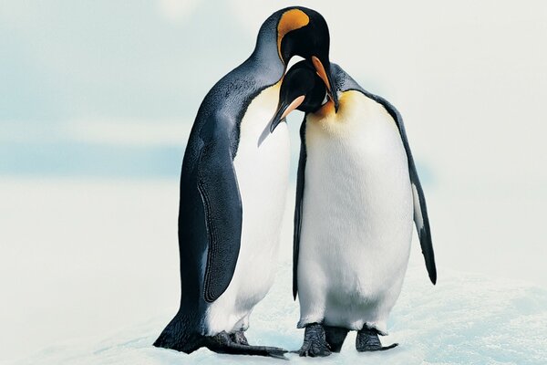 Two penguins on a frosty winter day