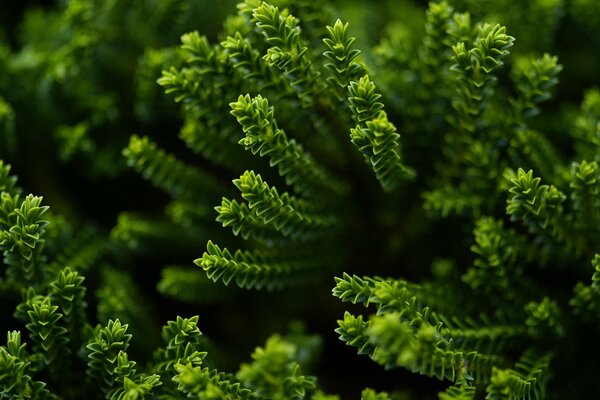 Feuilles triangulaires plante verte s étend à la lumière