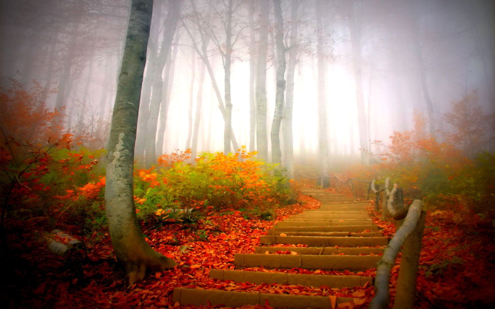 otoño madera otoño árbol hoja paisaje naturaleza niebla amanecer niebla parque luz iluminado temporada sol escénico al aire libre buen tiempo campo placid