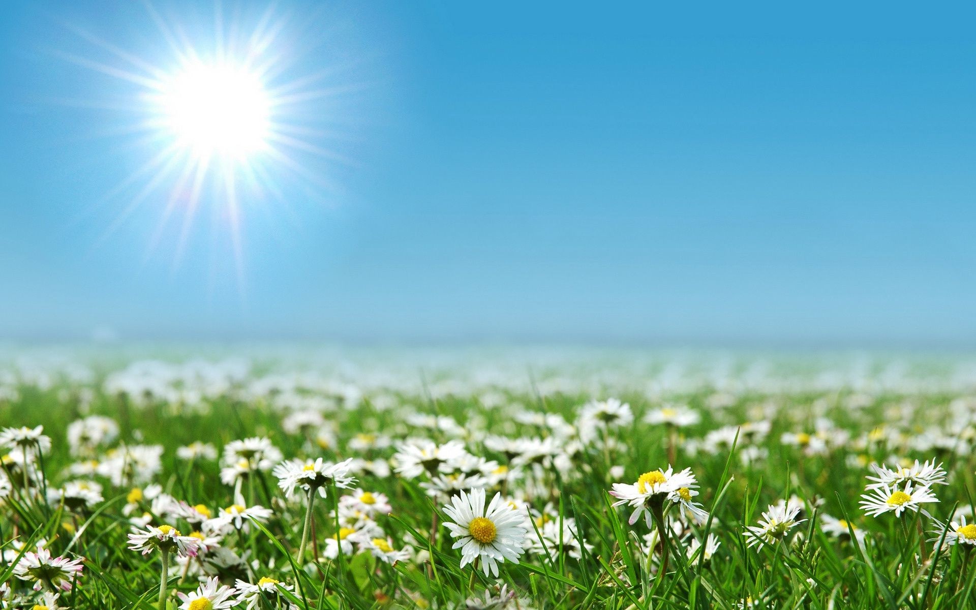 margaridas sol verão natureza grama rural bom tempo campo crescimento brilhante flor pasto feno campo folha flora ao ar livre idílio amanhecer