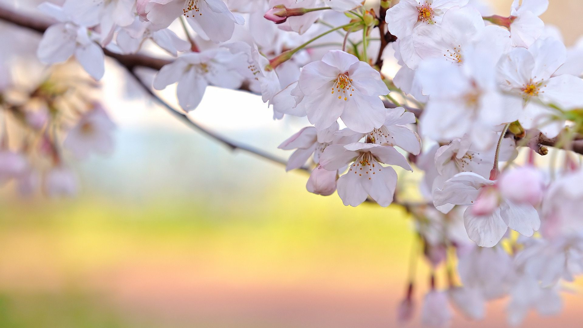 fiori sugli alberi fiore ciliegia natura giardino flora albero ramo mela fioritura petalo crescita stagione foglia compagno primavera floreale sfocatura all aperto estate