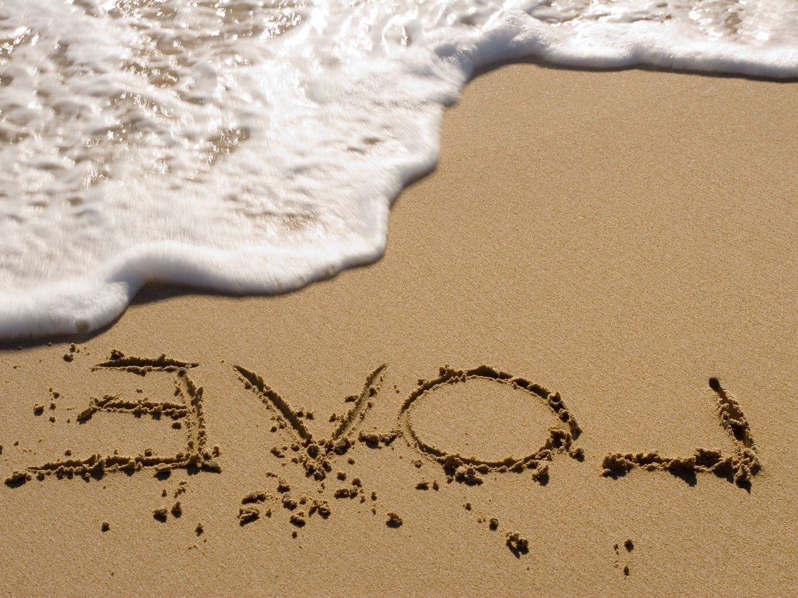 labels beach sand seashore mammal one desktop footprint