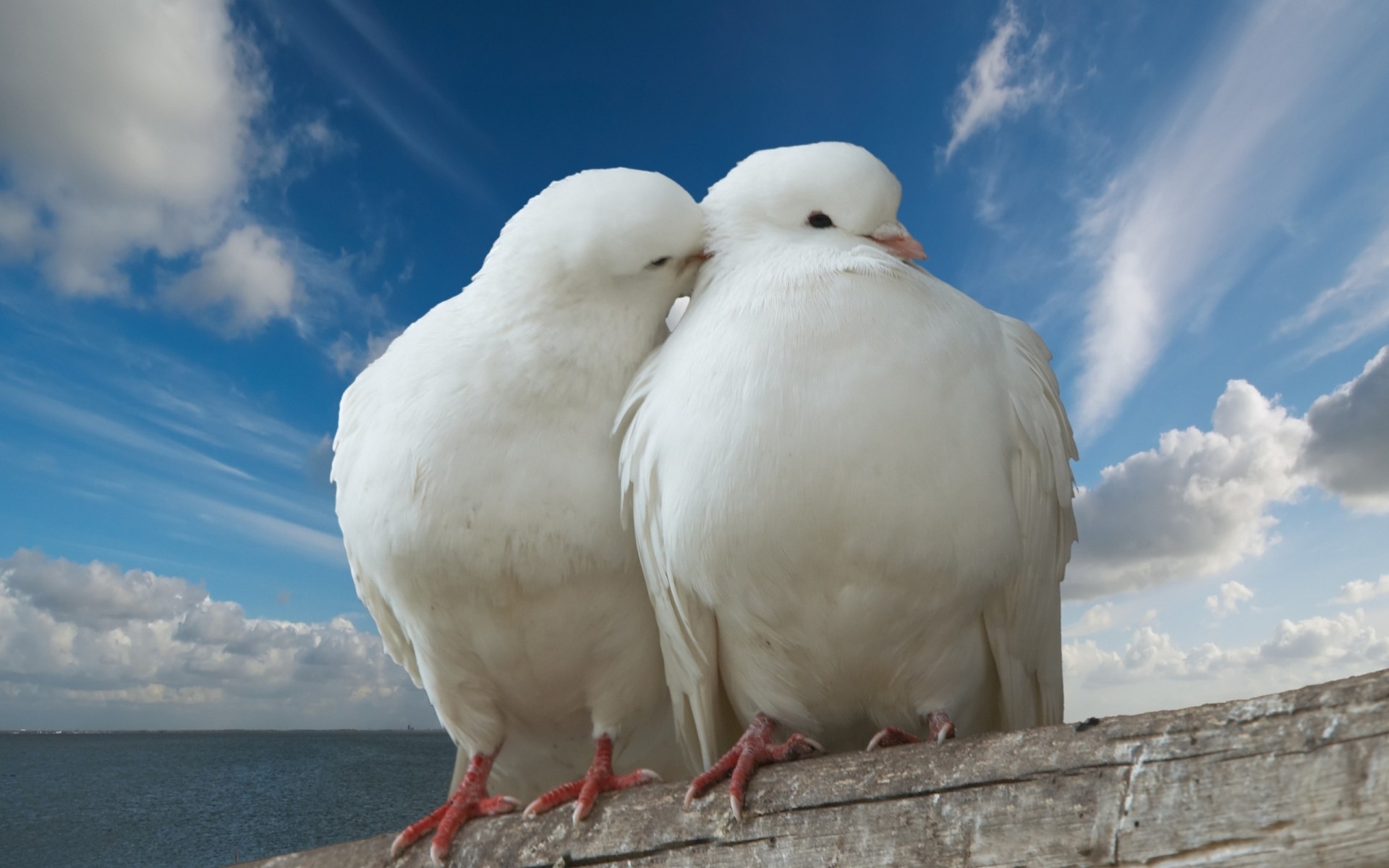 dove bird sky nature outdoors animal white birds