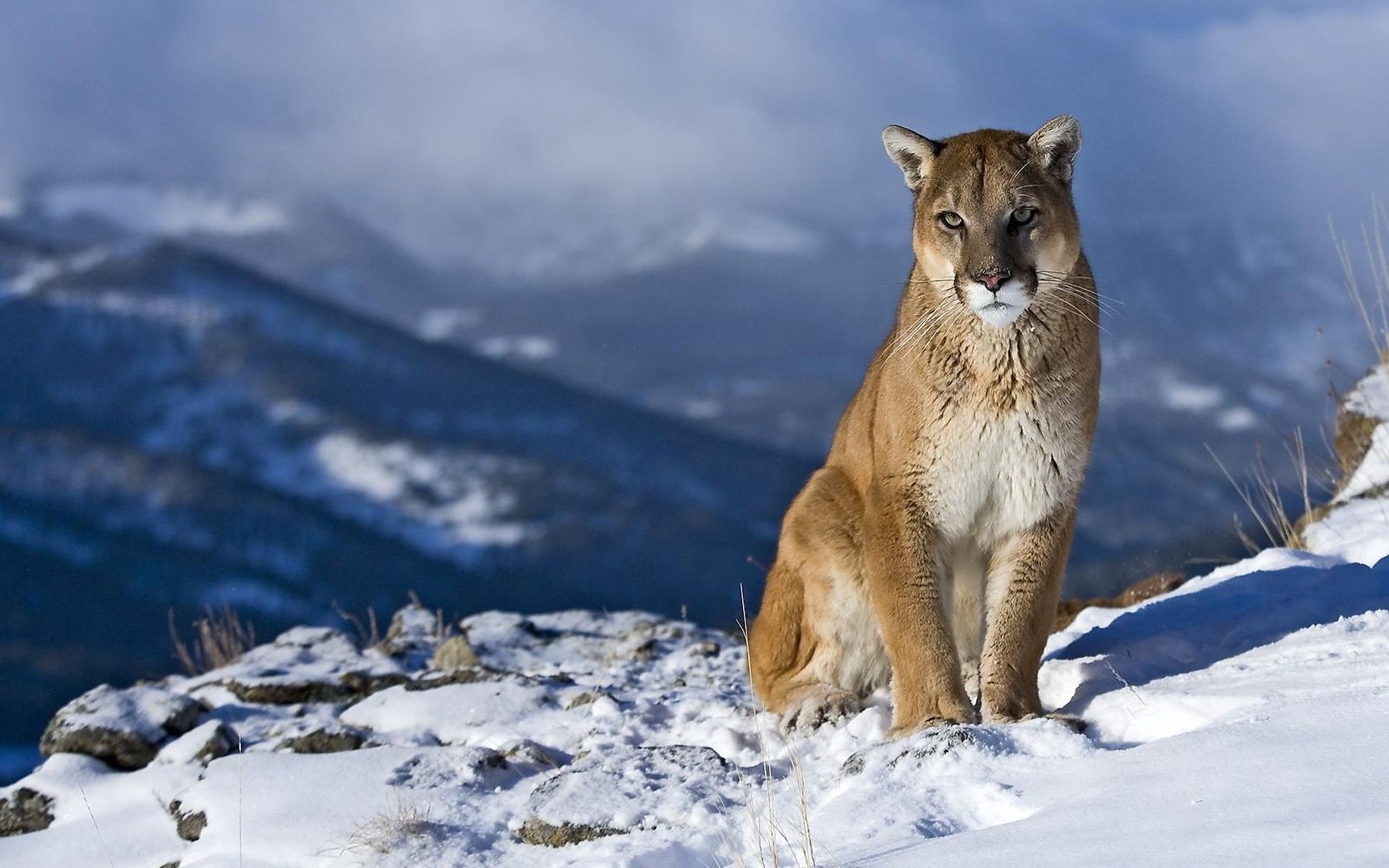 animali neve inverno all aperto natura freddo ghiaccio fauna selvatica montagna puma leone di montagna puma