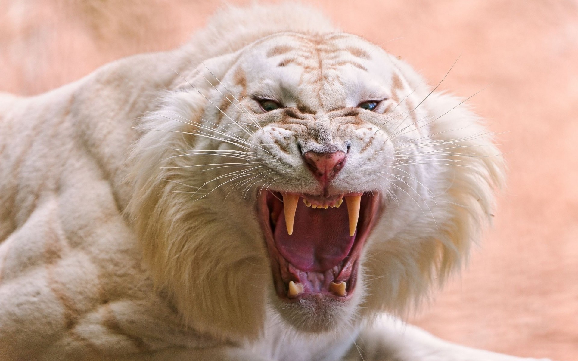 tiere säugetier tier porträt fell katze wildtiere niedlich natur zoo wild raubtier auge haar haustier tiger weißer tiger