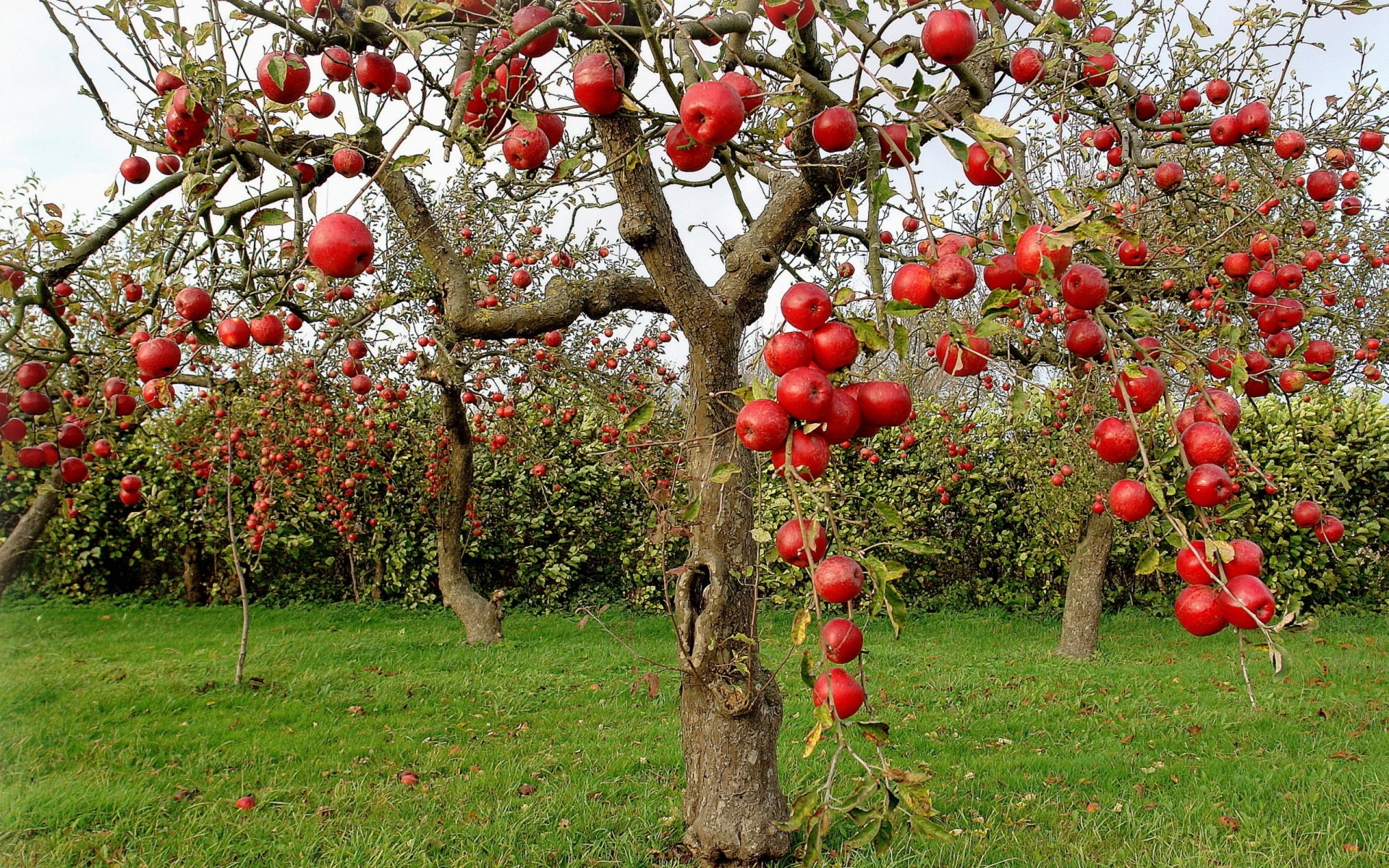 plantas árvore fruta ramo natureza jardim folha flora estação crescimento agricultura flor ao ar livre pasto fazenda maçã arbusto verão cor comida fruta paisagem