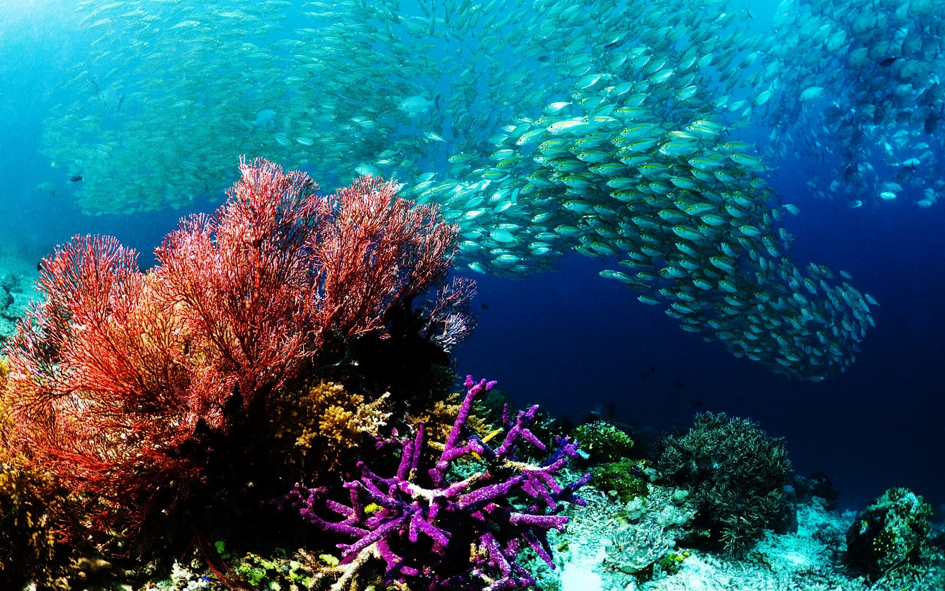 animais marinhos subaquático coral recife peixes oceano mar tropical água mergulho submarino mergulho paisagem ecossistemas água salgada snorkeling fuzileiro naval invertebrados natureza aquático papel de parede subaquático fuzileiro naval