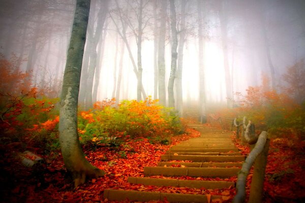 Bosque de niebla de otoño y escaleras