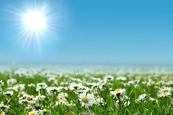 Blumen Wiese Feld Felder Sonne Natur Foto Landschaften