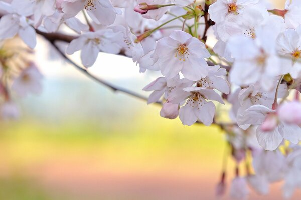 Kirschblüten weiße Blütenblätter Zweige Frühling Frische