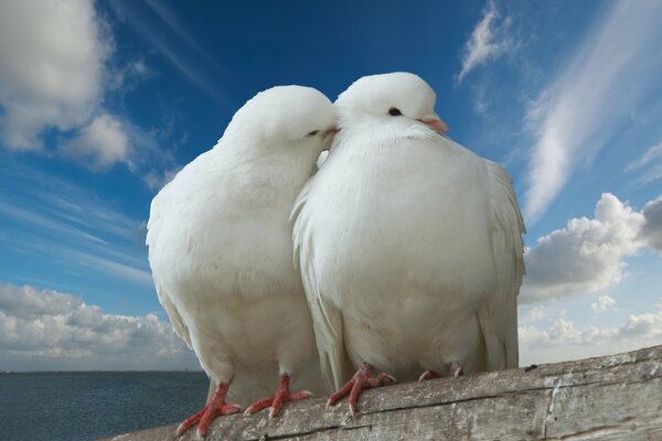 Two white pigeons are sitting under the sky