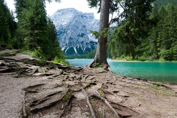 Apparato radicale sporgente di un albero che cresce su una scogliera