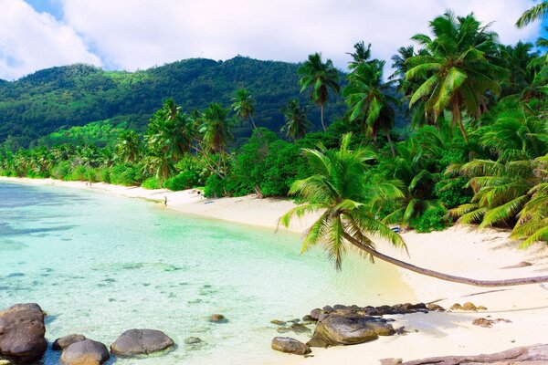 Vacances d été sur une plage tropicale