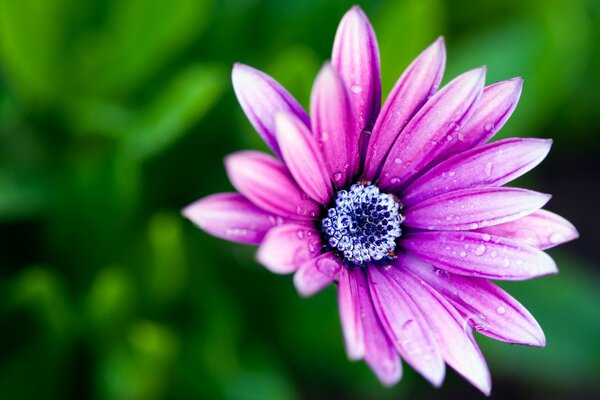 Rassentropfen auf einer Blume Natur