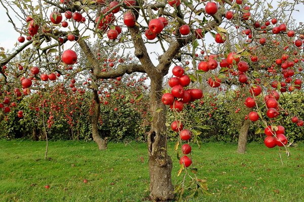 Pommes rouges sur l arbre