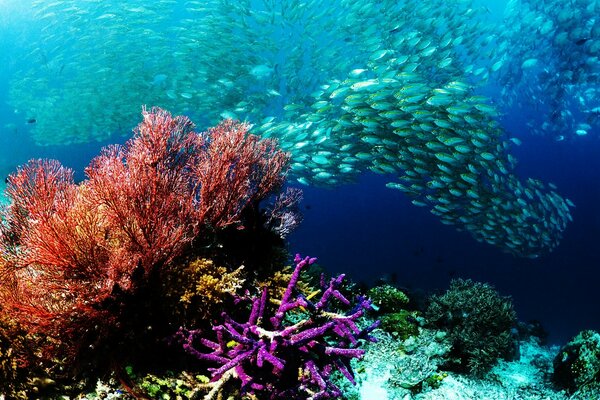 Incredibly colorful underwater world