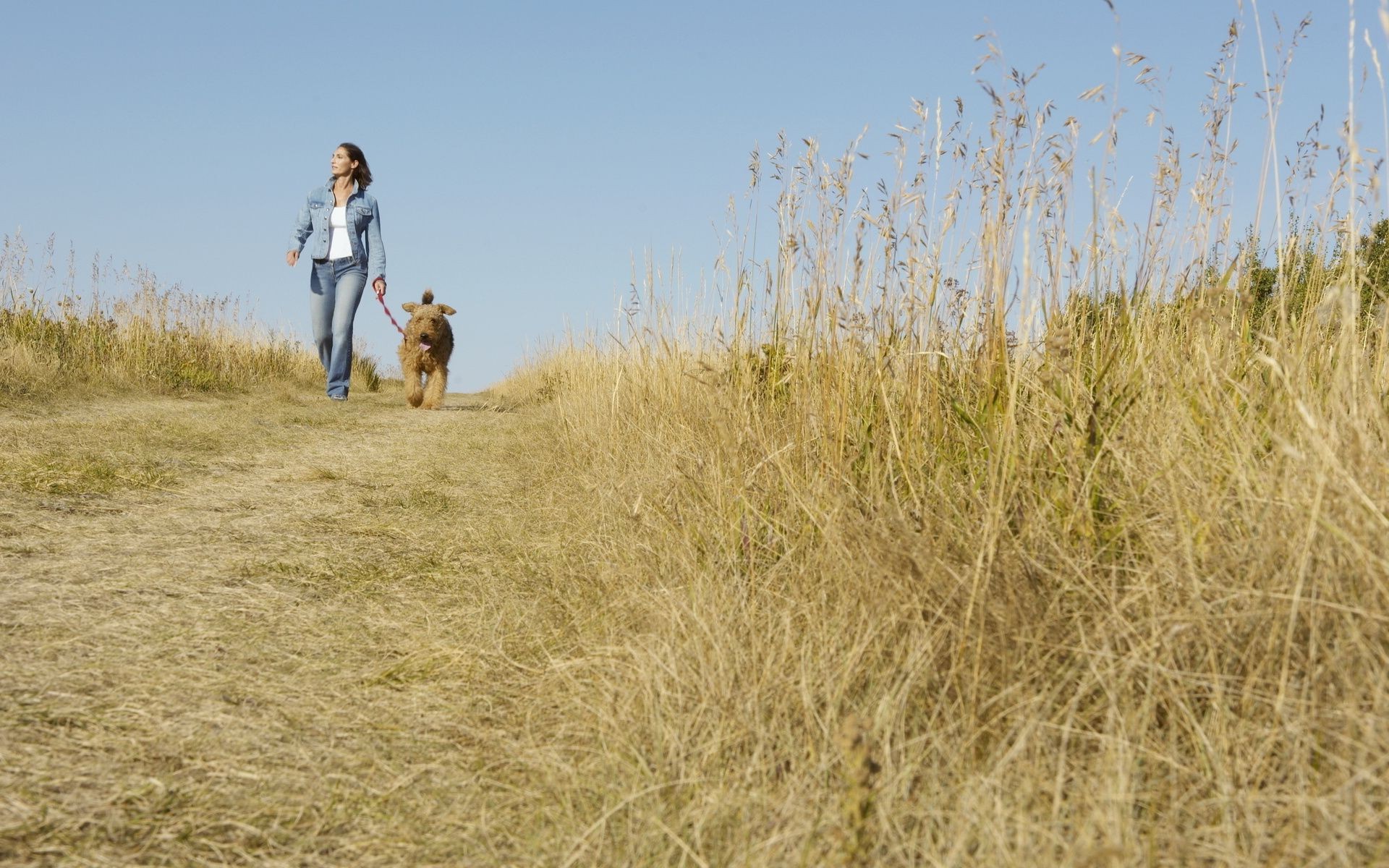 the other girls grass field mammal outdoors nature landscape hayfield dog animal countryside rural summer sky daylight