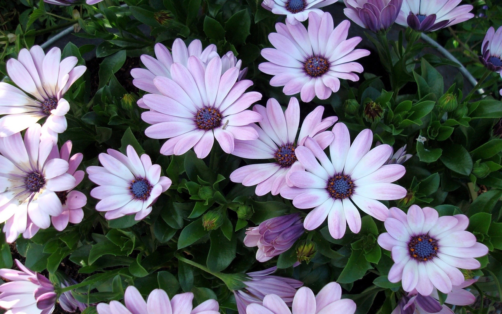 fleurs fleur flore jardin nature floral été bluming pétale couleur feuille belle