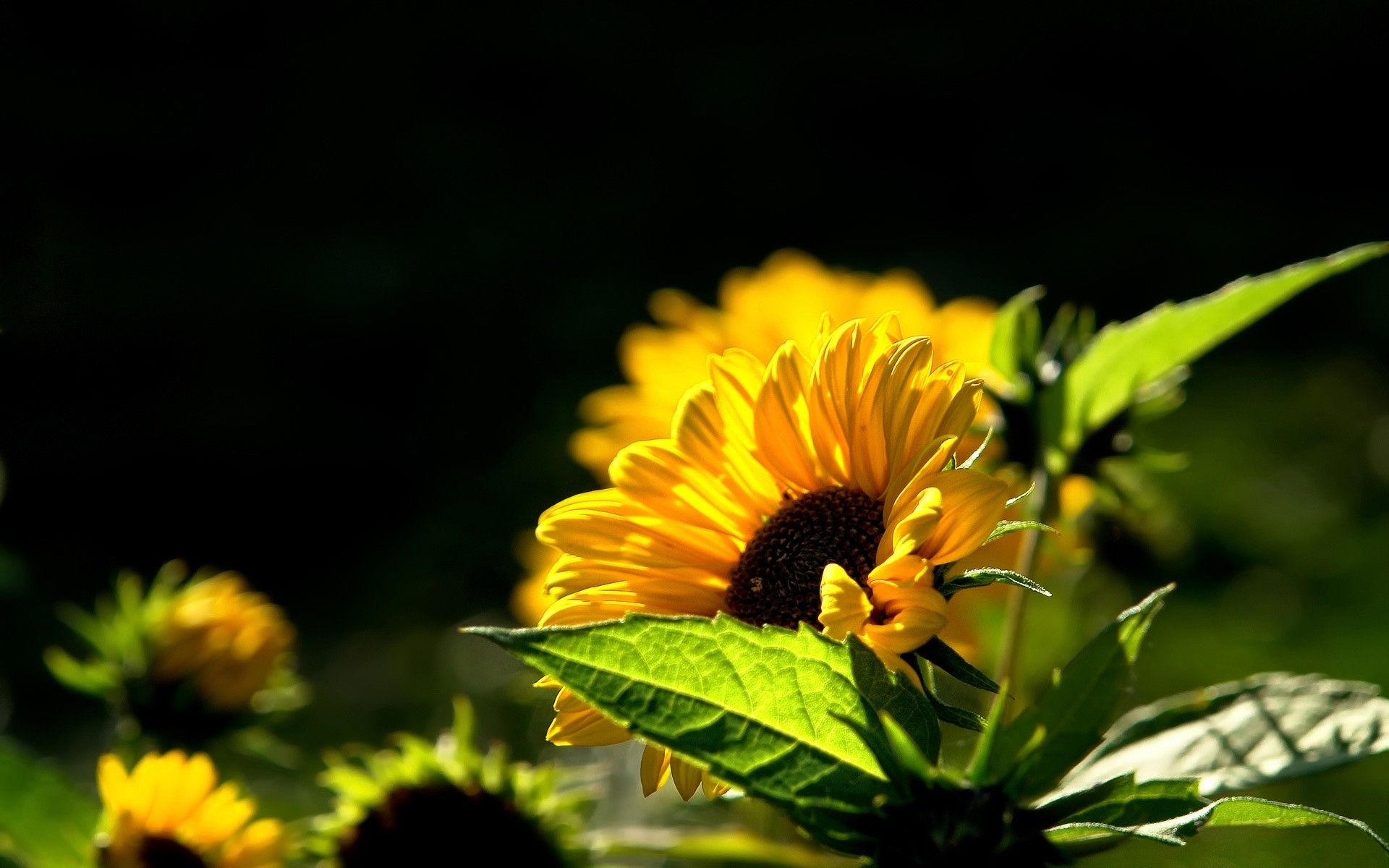 flowers nature flower flora summer leaf garden growth bright beautiful petal color floral outdoors sunflower sun