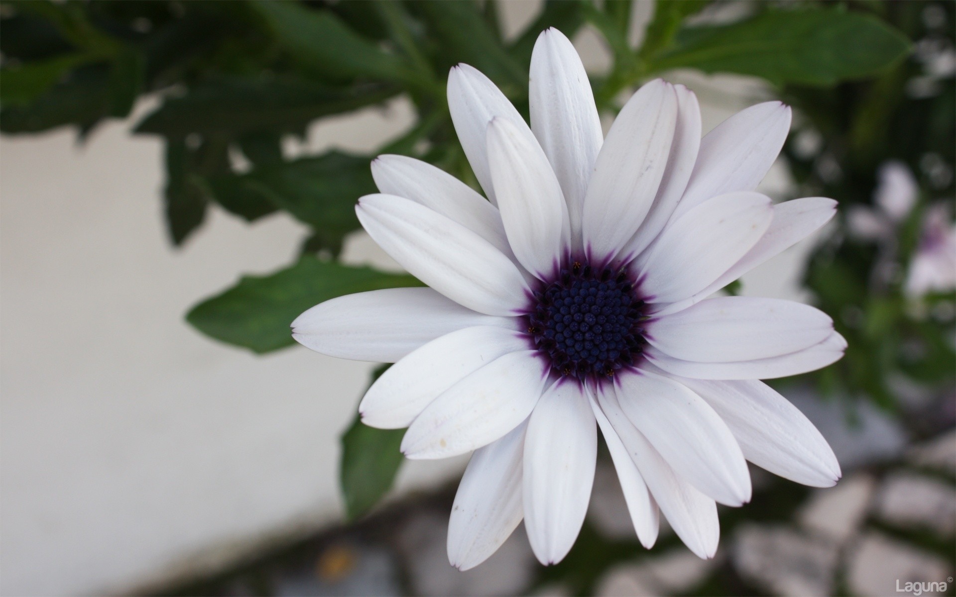 flowers flower nature flora leaf garden summer color blooming petal beautiful floral