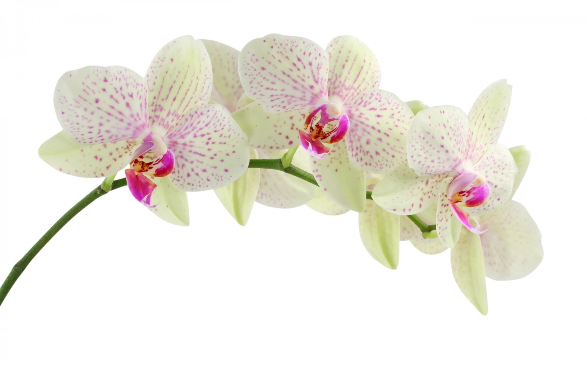 kwiaty phalaenopsis kwiat tropikalny storczyki flora egzotyczny płatek natura bluming kruchość piękny liść kwiatowy bukiet łuska oddział botaniczny elegancki kolor kolego