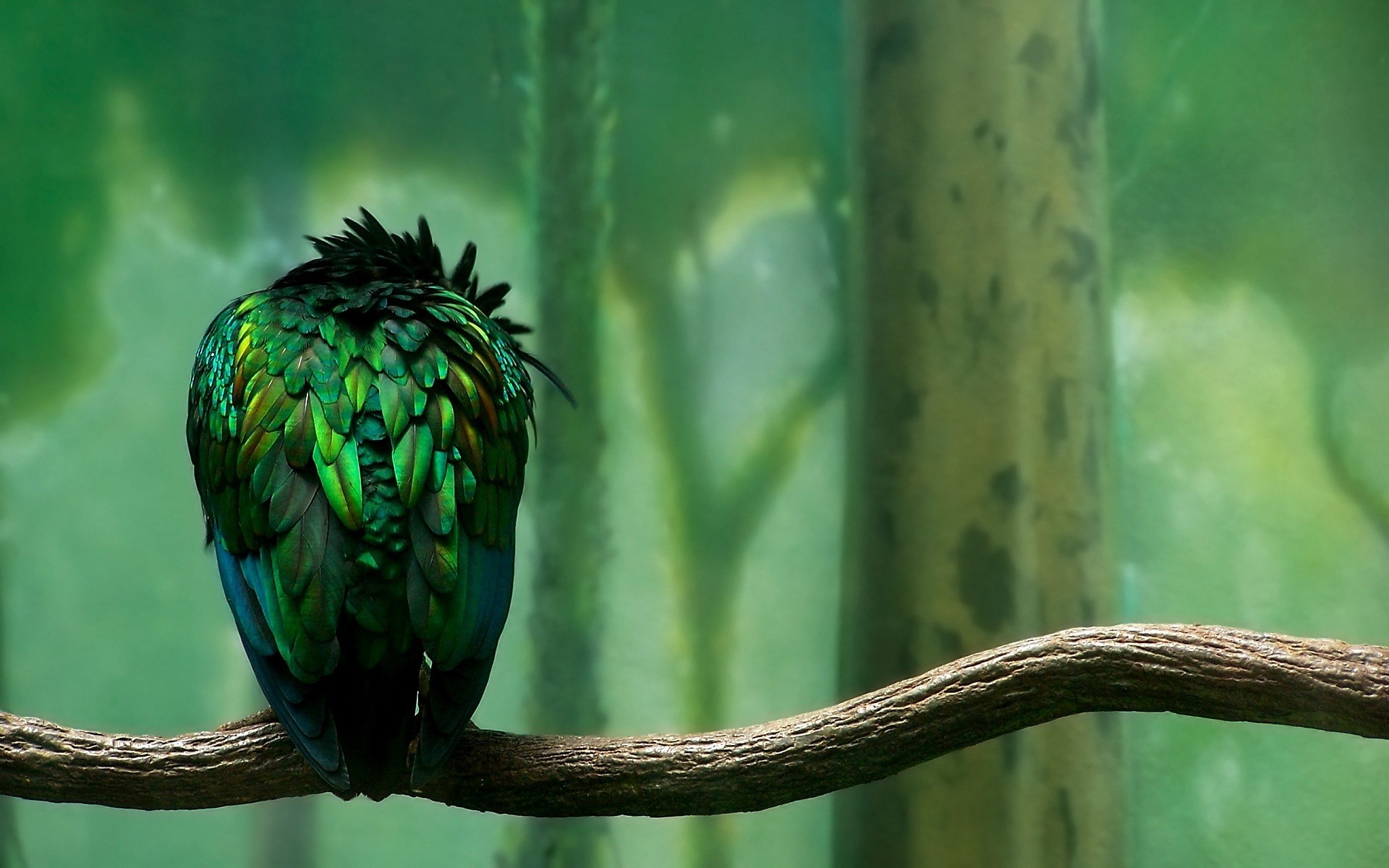 oiseaux nature oiseau à l extérieur la faune tropical couleur feuille de bureau