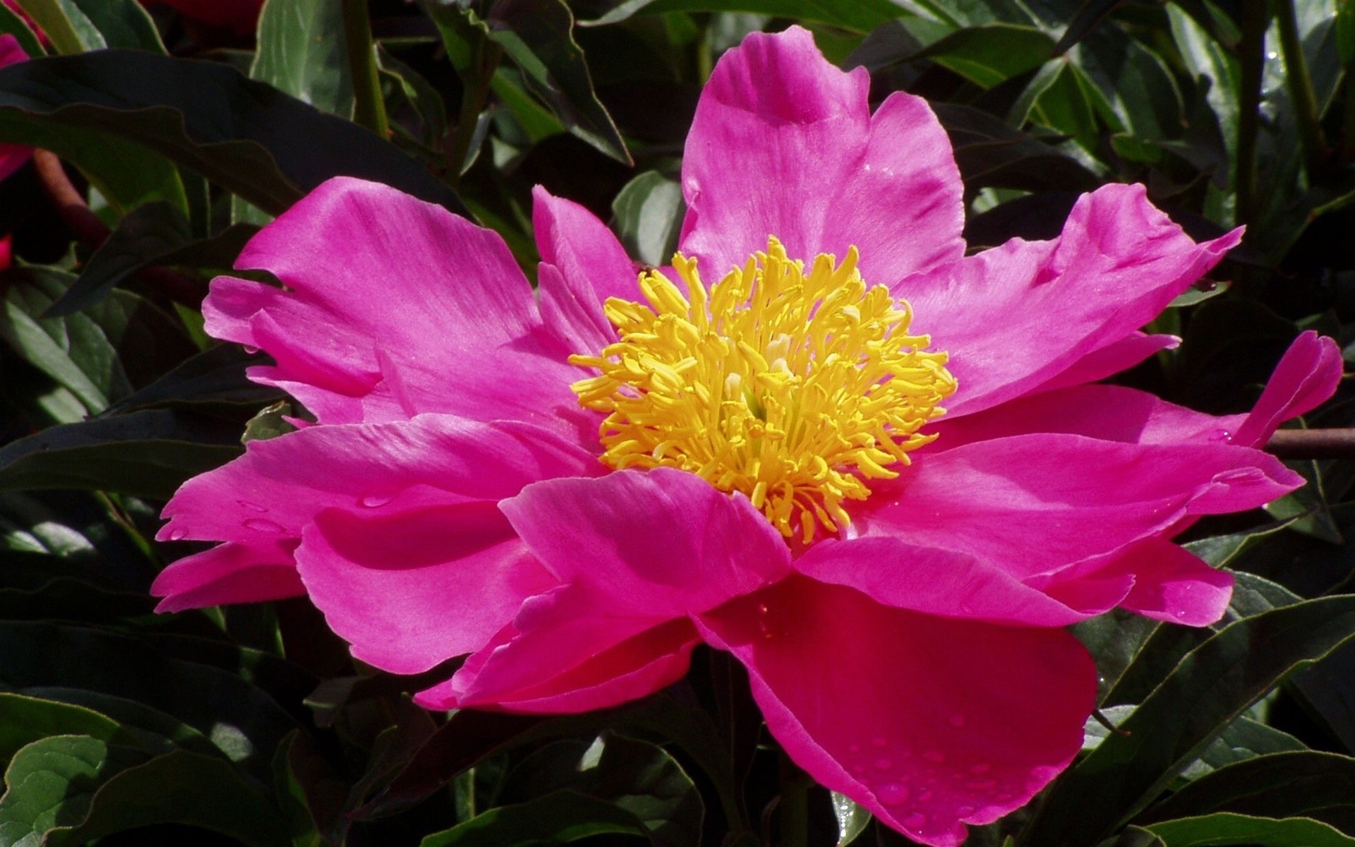 flowers flower nature garden flora leaf summer color blooming floral beautiful bright petal