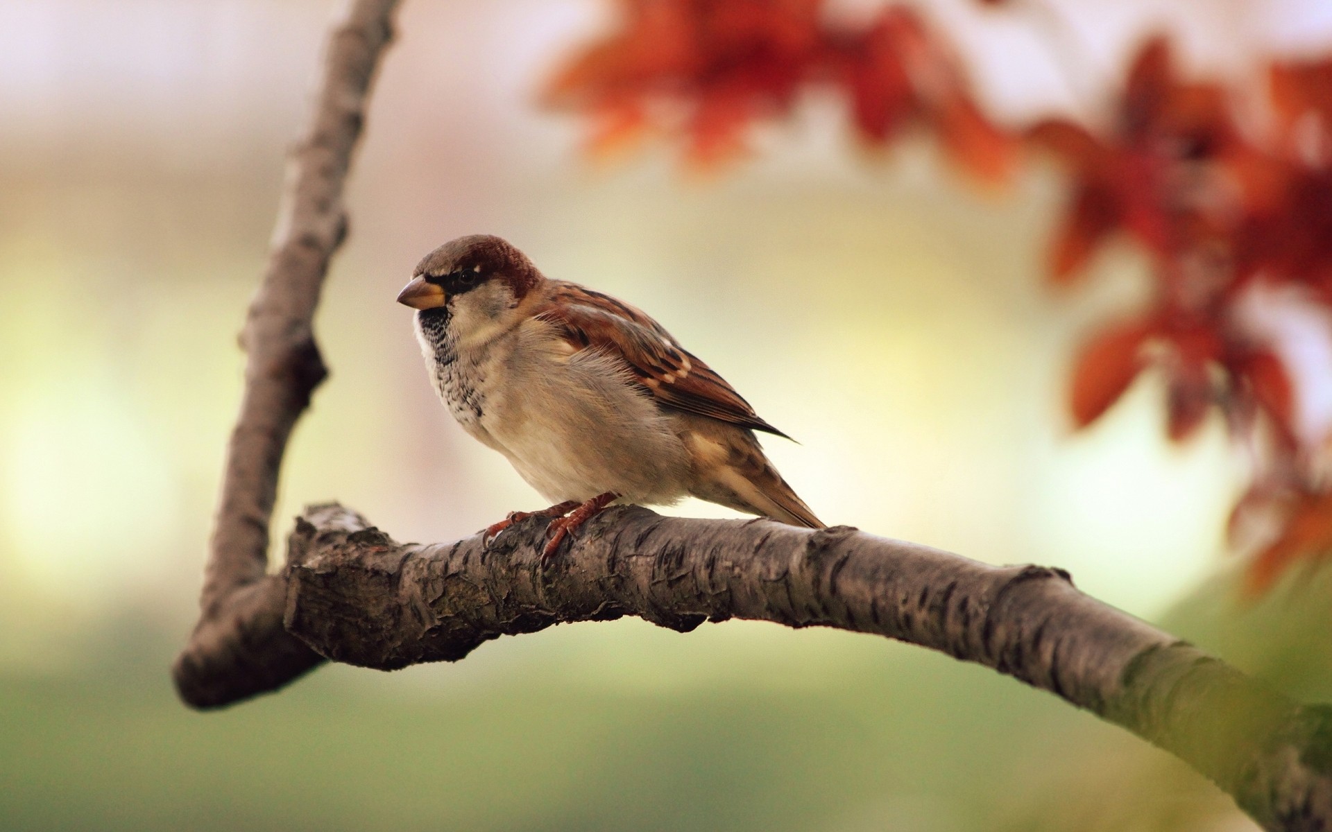 vögel vogel tierwelt im freien natur ein baum tier unschärfe wild