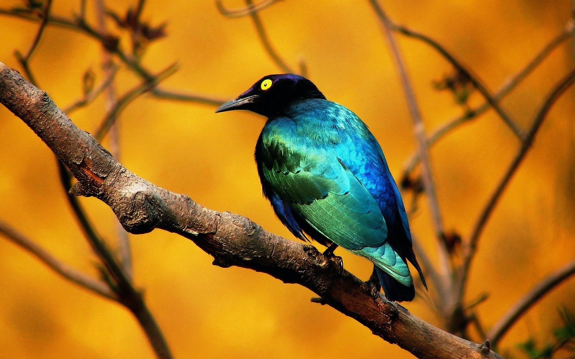 vögel vogel tierwelt natur tier