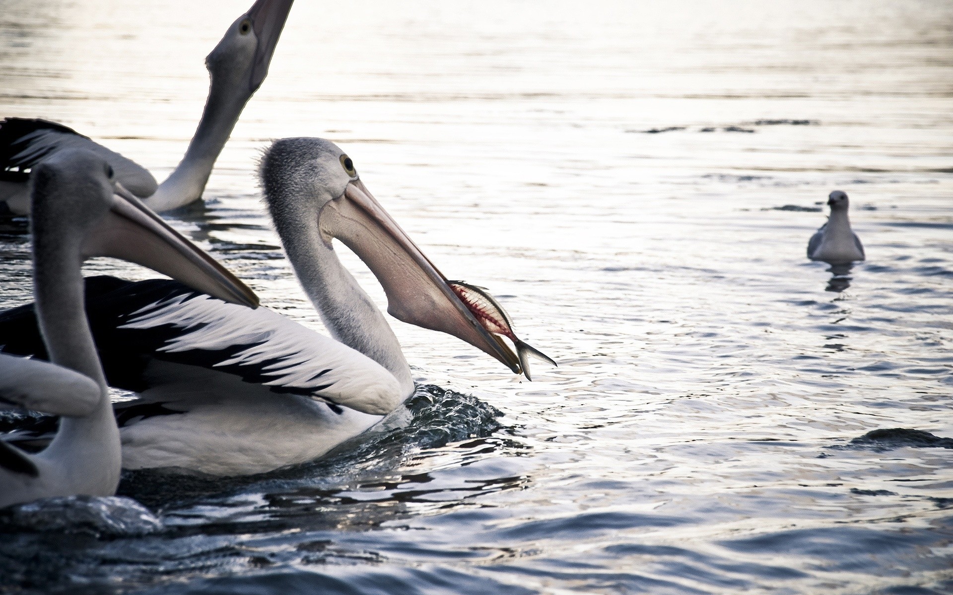 uccelli acquatici uccello acqua fauna selvatica nuoto pellicano natura cigno lago anatra becco uccelli piuma animale all aperto selvaggio oca mare