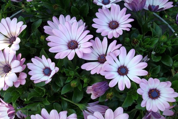 Fleurs de charme dans le jardin