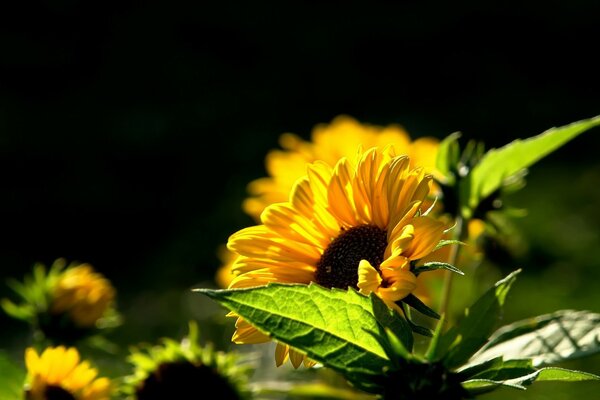 Flor naranja sobre fondo oscuro