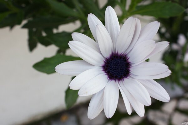 Summer. A white flower. Chamomile. Flora