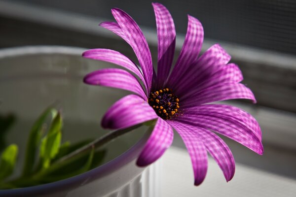 Cyclocomenblume mit Netzschatten