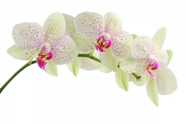 Profumo estivo con note di orchidea