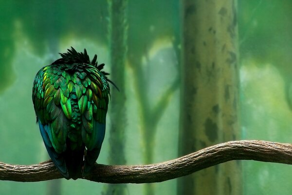 Krampfender tropischer Vogel auf einem Ast