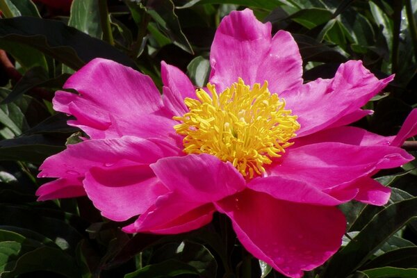 Hermosa flor púrpura en el Jardín