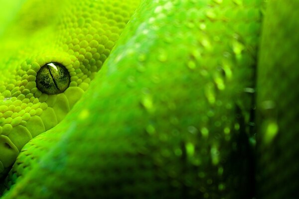 La serpiente verde se congeló en su lugar