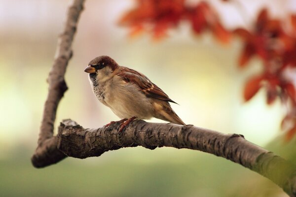 A little sparrow is sitting on a branch