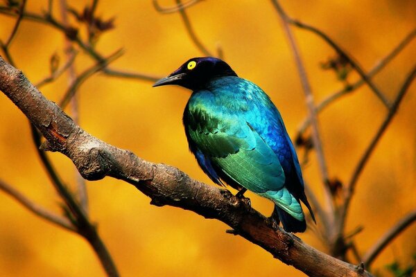 Oiseau multicolore sur une branche d automne