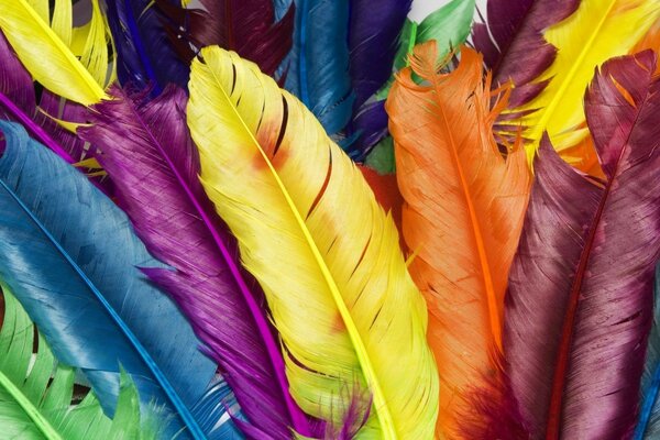 Lots of colorful dyed feathers