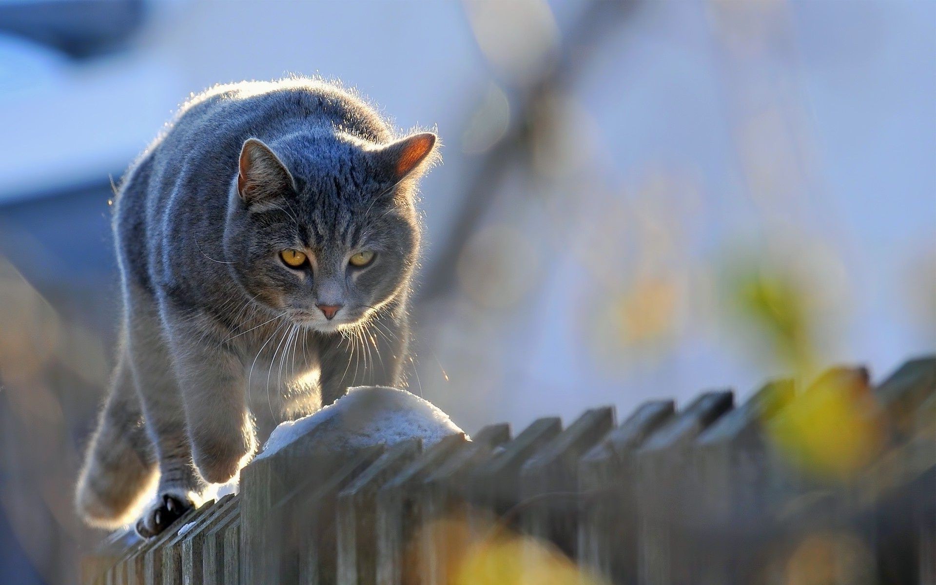 katzen natur katze tier im freien niedlich porträt säugetier