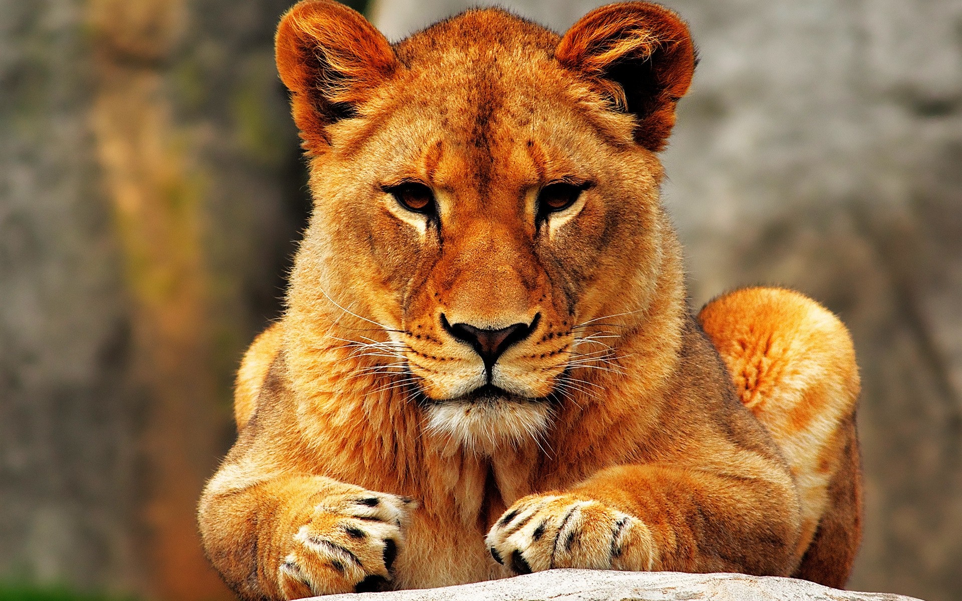 tiere katze säugetier tierwelt wild tier natur raubtier löwe zoo safari fleischesser jäger pelz löwin